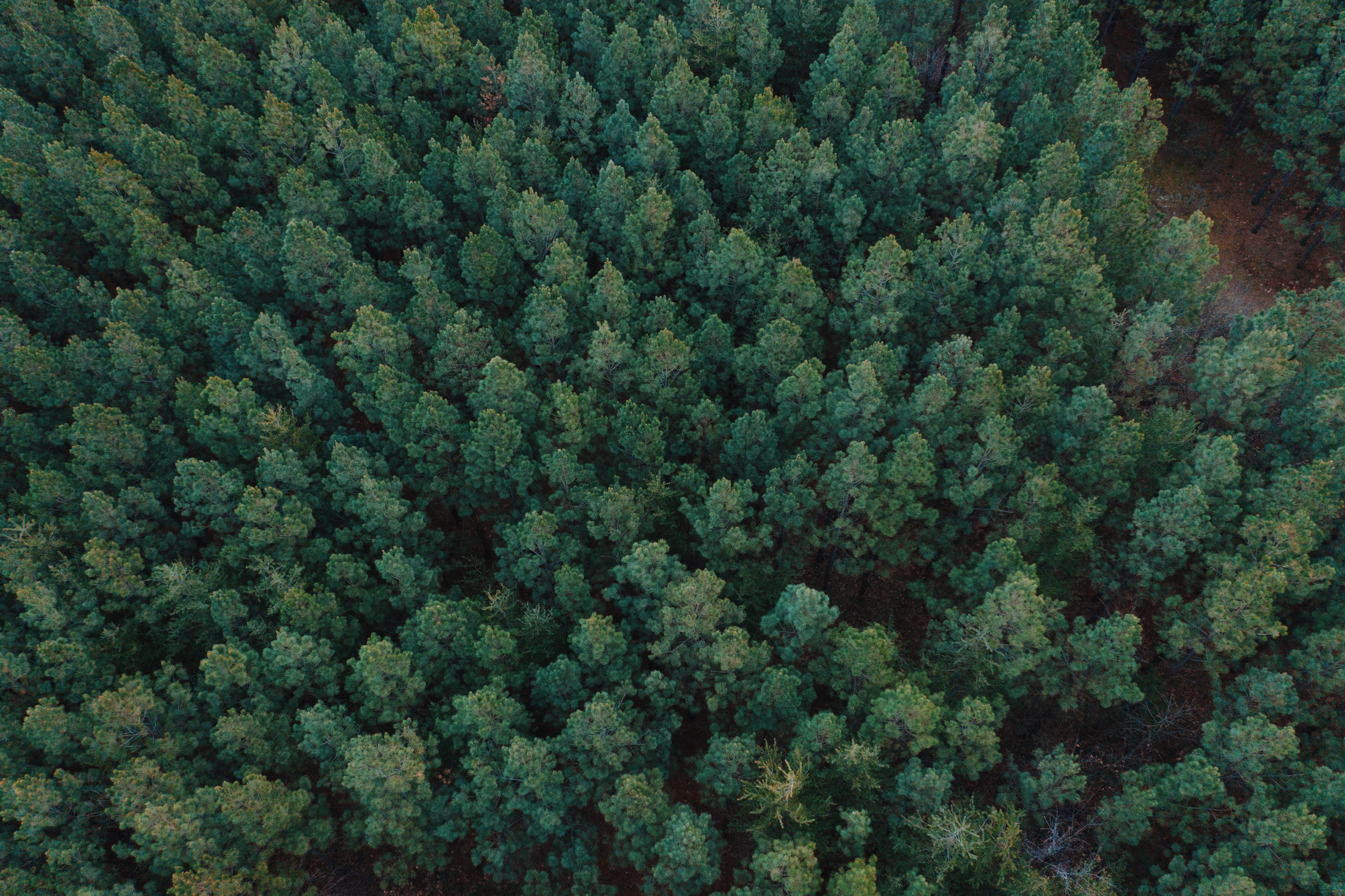 Aerial picture of a green forest.