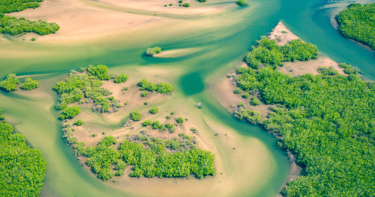 Aerial view of a mangrove forest in the Saloum Delta National Park, Senegal. Mangroves provide societal benefits while also preserving ecosystems and storing carbon