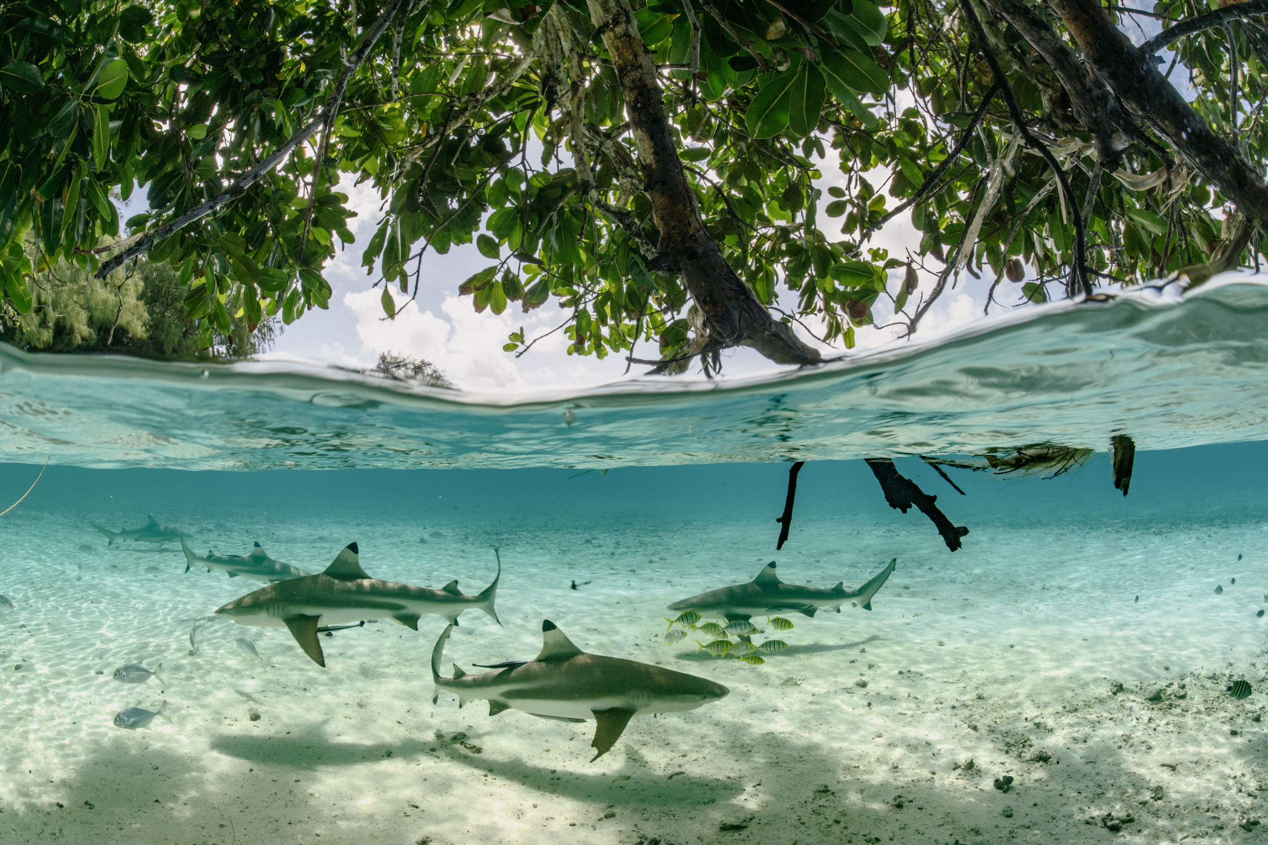 Juvenile blacktip reef sharks.