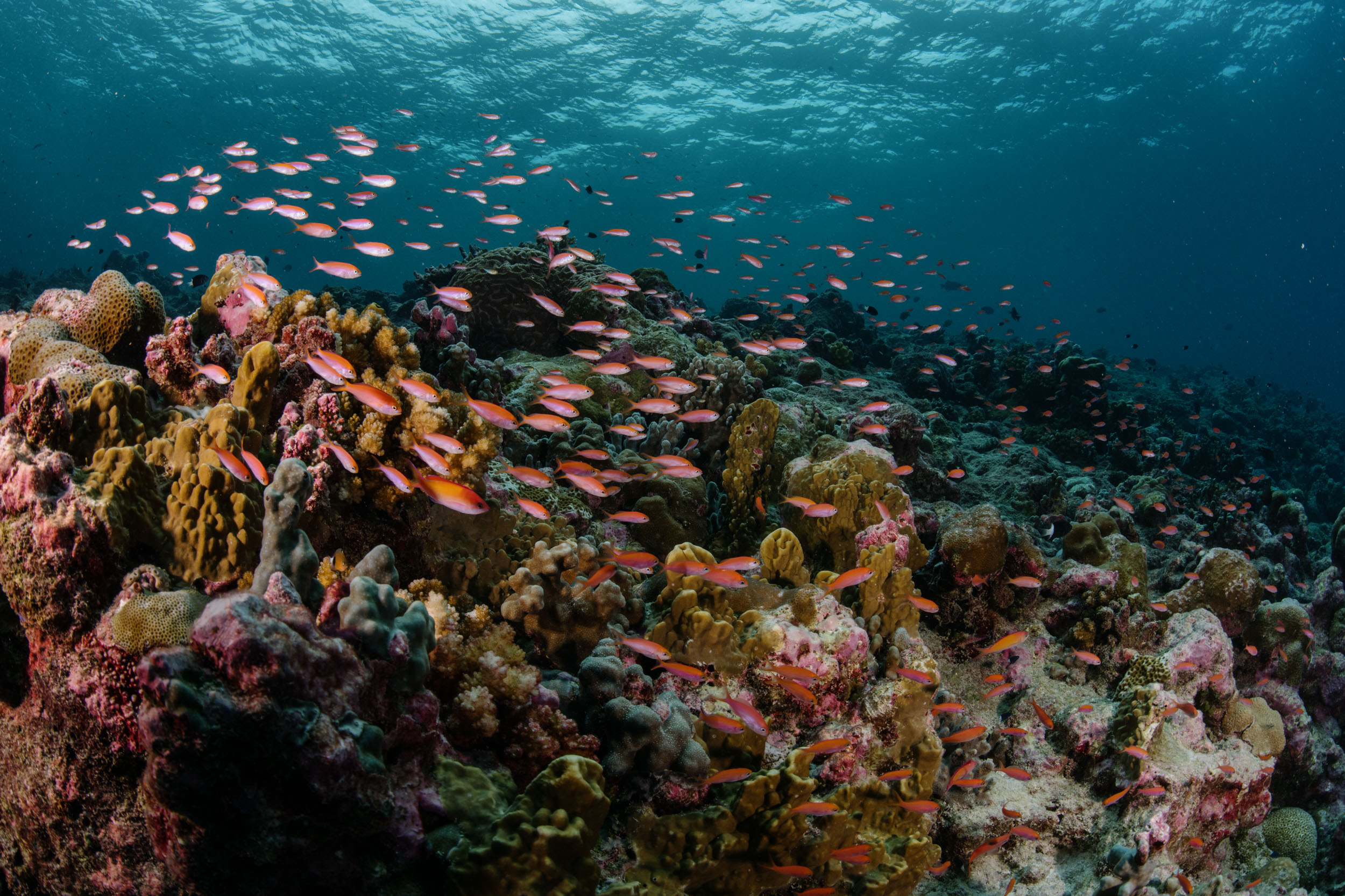 Anthias school above healthy corals.