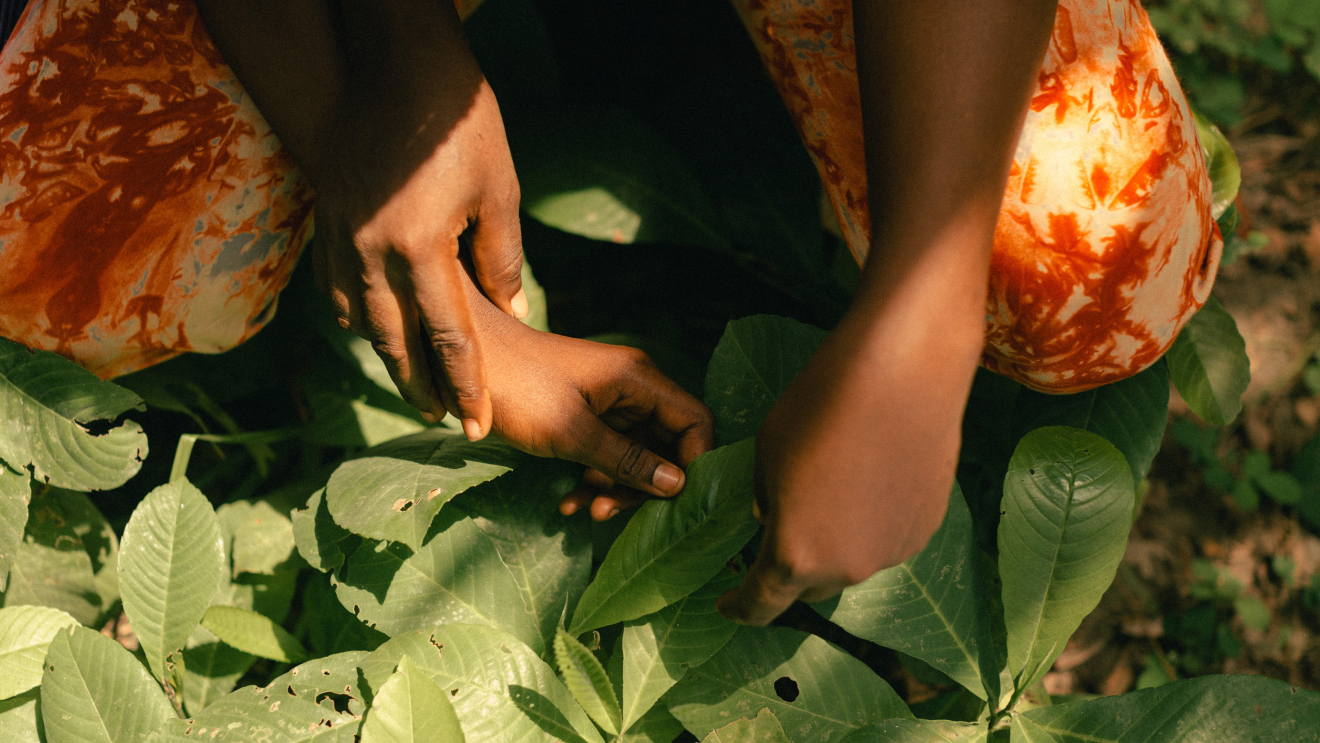The Human Right to a Healthy Environment feature image.
